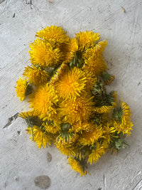 Dandelion Salve